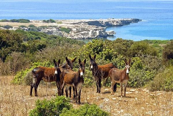 Paradise Karpaz Hotel & Restaurant Rizokarpaso Εξωτερικό φωτογραφία
